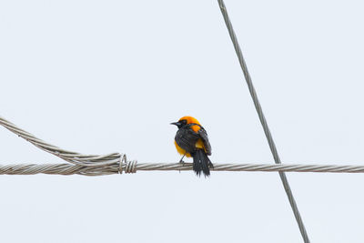 Low angle view of bird perching on cable against clear sky