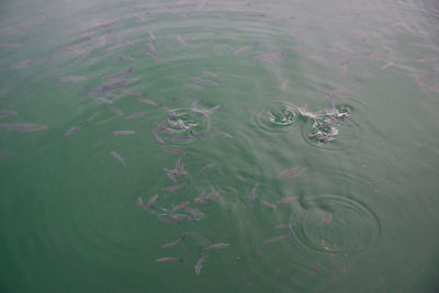 High angle view of turtle in lake