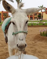 Close up of white donkey looking at camera.