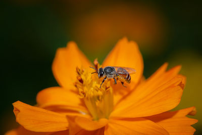 The insects are flying to the pollen naturally for living.