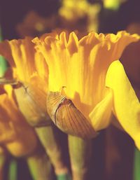 Close-up of insect on yellow flower