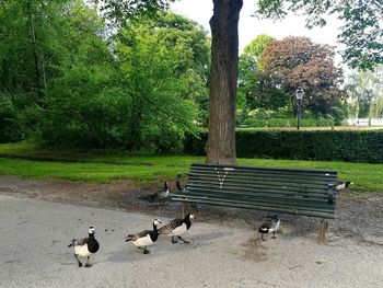 Ducks in park