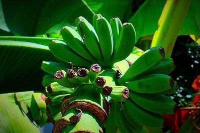 Close-up of plant