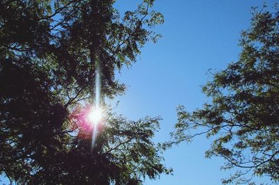 Low angle view of trees against bright sun