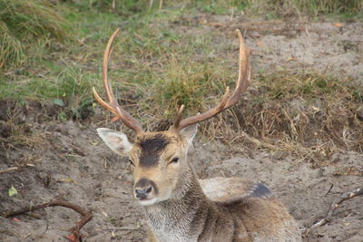 Close-up of deer