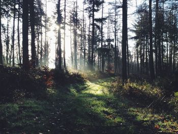 Trees in forest