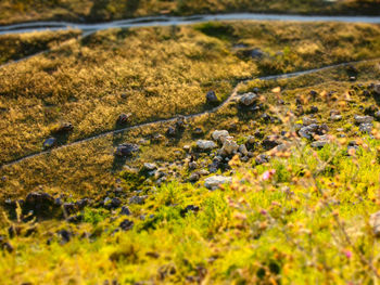 Surface level of green leaves