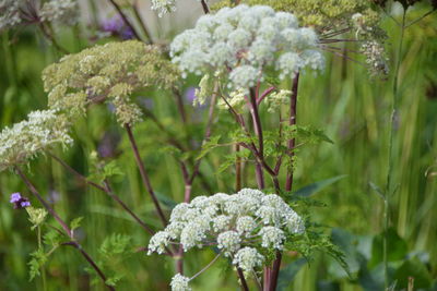 Close-up of white flowering plant in park