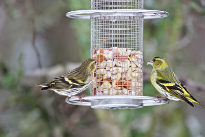 Close-up of bird perching on feeder