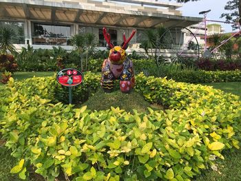 People working on red flowering plants