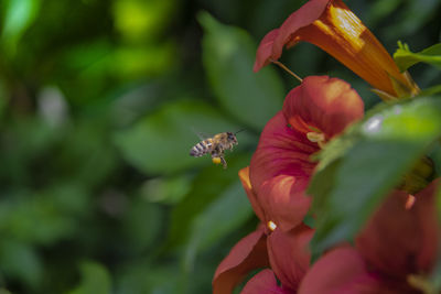 Close-up of insect on flower