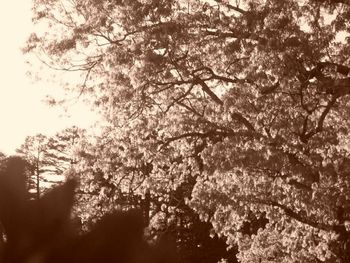 Low angle view of bare trees against sky