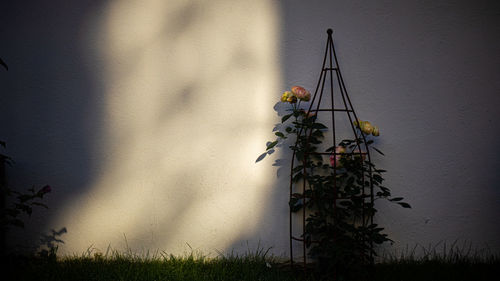 Plants growing on field by wall of building