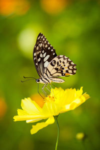 Close-up of butterfly pollinating on yellow flower