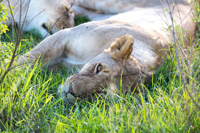 Lion resting in a field