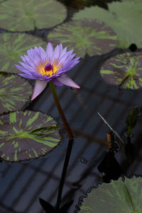 Close-up of lotus water lily in pond