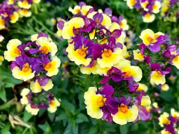 Close-up of yellow flowers