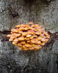 Close-up of mushrooms on tree trunk