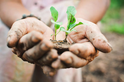 Midsection of man holding sapling