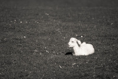 Kid goat sitting on grassy field
