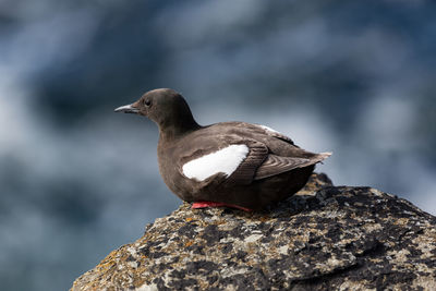 Close-up of bird perching on rock