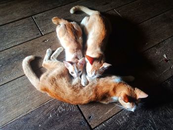 High angle view of cat sleeping on floor