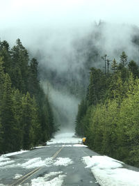 Moody forest , fog covered cascades, snowed in road, deep inside the mt.hood forsest