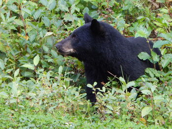 Side view of black cat on land