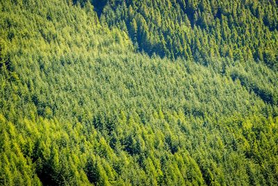 High angle view of pine trees in forest