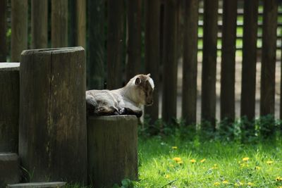 Dog on wooden post in field