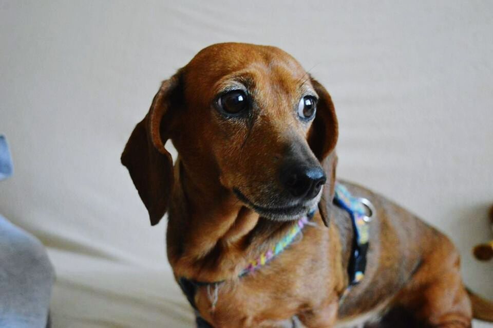 CLOSE-UP PORTRAIT OF DOG