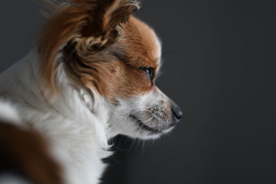 Close-up of dog against black background