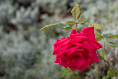 Close-up of red rose flower