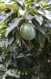 Close-up of fruit growing on tree