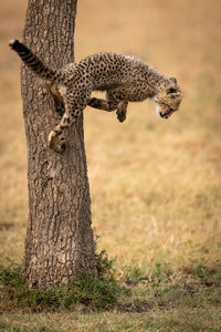 Cheetah jumping from tree trunk