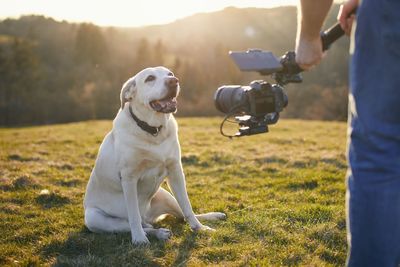 Cute dog posing for filming on meadow at sunset. videographer holding gimbal with camera.