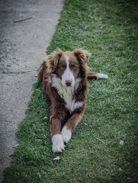 one animal