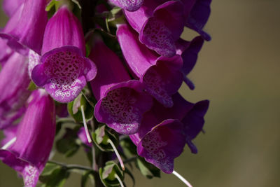 Close-up of purple flowers