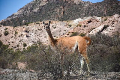 Side view of llama on land