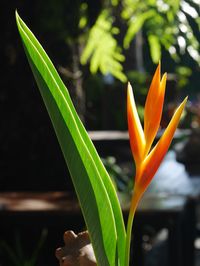 Close-up of flowering plant