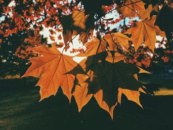 Close-up of maple leaves during autumn