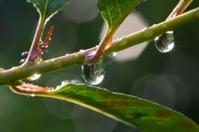 Close-up of green leaf on plant