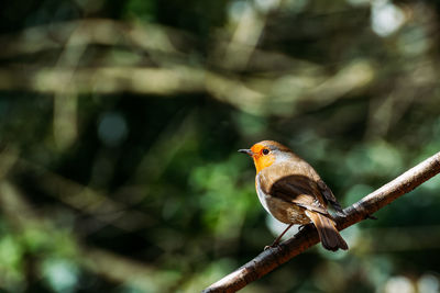 Close-up of bird perching on branch