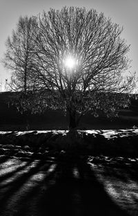 Silhouette bare trees against sky during winter