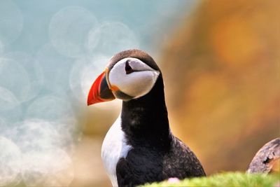 Close-up of bird against blurred background