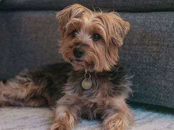 Portrait of dog sitting on floor