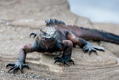 Close-up of iguana