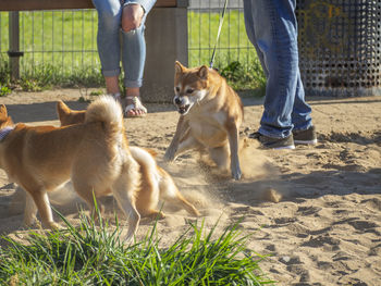 Dogs running on field