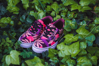 High angle view of pink flowering plant leaves