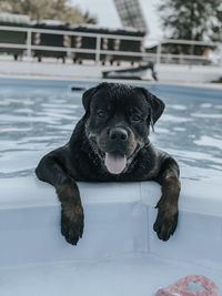 Portrait of black puppy